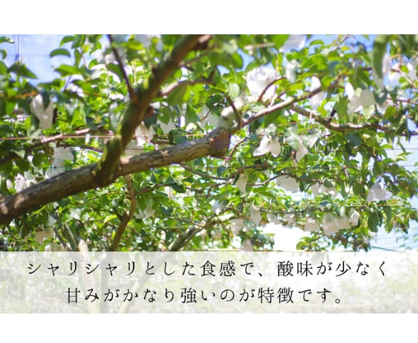 幸水梨