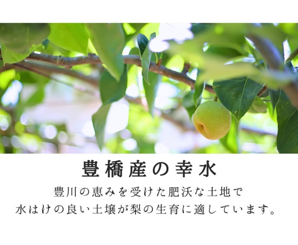 幸水梨