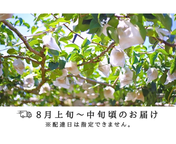 幸水梨
