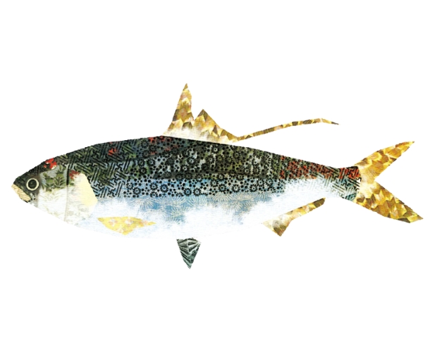 【11月限定】旬のちくわ（コノシロ）【配達日：11/22.23のみ】